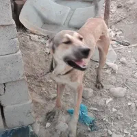 سگ سرابی کاملا سالم