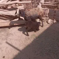 گوسفند میش بره دار شالی بره نر بره ماده قوچ|حیوانات مزرعه|تاکستان, |دیوار