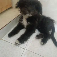 سگ شیتزو کراس|سگ|زاهدان, |دیوار