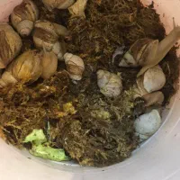 حلزون زیر قیمت