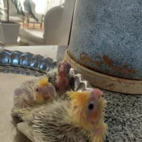 یعنی جفت لوتینو.  سه تا جوجه لوتینو