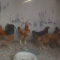 مرغ کوردی تخمگذار درشت و سالم بادوعددخروس.|حیوانات مزرعه|ایلام, |دیوار