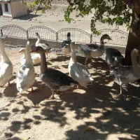 فروش غازسالم وسرحال به تعداد۱۱عدد