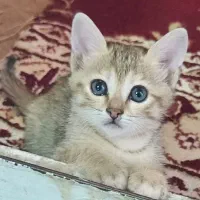 فروش گربه|گربه|اهواز, کمپلو جنوبی|دیوار