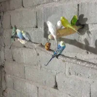 مرغ عشق|پرنده|میناب, |دیوار