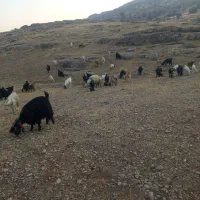 بزه|حیوانات مزرعه|مسجد سلیمان, |دیوار