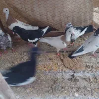 کبوتر