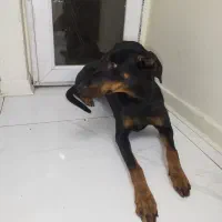 سگ دوبرمن|سگ|تهران, خواجه نظام الملک|دیوار