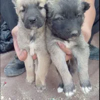 قدرجونی|سگ|اهواز, آریاشهر|دیوار