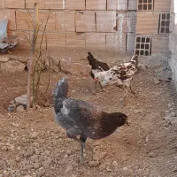 فروش گلین چهارماه زیرقیمت