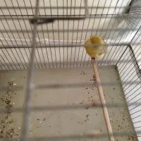 قناری کرست نر بخون|پرنده|رباطکریم, شهرک والفجر|دیوار