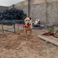 سگ ماده سرابی اصیل