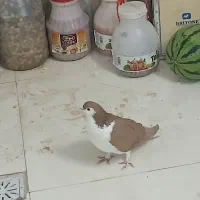 کفتر،کبوترساده زردکرمونی|پرنده|تربتحیدریه, بی بی حسنیه|دیوار