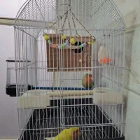 یه جفت طوطی برزیلی کاملا رام و دستی|پرنده|باقرشهر, |دیوار