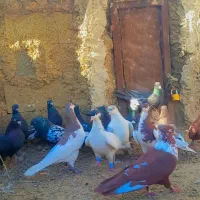 کبوتر بهبهانی نر