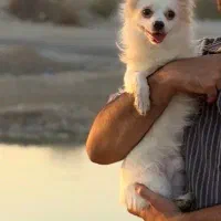 واگذاری سگ|سگ|بندرعباس, |دیوار