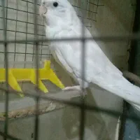 یک عدد عروس ماده آلبینو کارداده حلقه پا