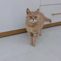 گربه بریتیش گلد