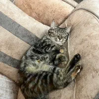 گربه گمشده|گربه|یزد, |دیوار