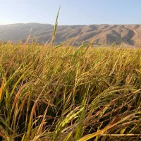 فروش ۳تن چلتوک لنجونی|خوردنی و آشامیدنی|فیروزآباد (فارس), |دیوار