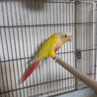 معاوضه گردن آویز کلکسیون شجر با جفت گرینچیک مولد