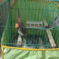 عروس هلندی یکی نر یکی ماده|پرنده|رشت, نظری|دیوار