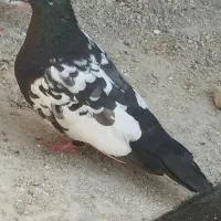 کبوتر سینه ای