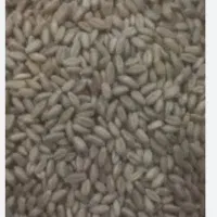 بذر گندم آبی