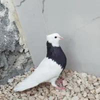 طوقی سیاه ماده|پرنده|گله دار, |دیوار