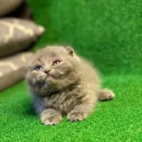 اسکاتیش فولد بلو