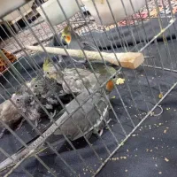عروس هلندی طوسی رنگ نر و ماده همراه با قفس