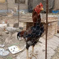 خروس لاری