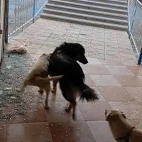سگ ژرمن