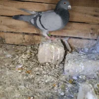 سبز پلاکی نر|پرنده|بم, |دیوار