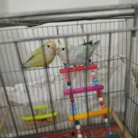 جفت طوطی برزیلی|پرنده|ارومیه, |دیوار