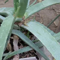 آلوورای خانگی، پُربرگ و گوشتی با قیمت مناسب