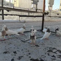 طوقی|پرنده|کرمانشاه, |دیوار