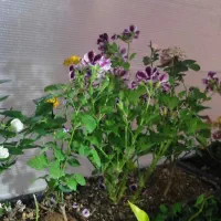 سرویس مدرسه خانم میخواستم