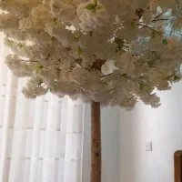 درخت شکوفه وارداتی