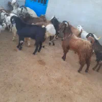 سلام خدمت دوستان ۱۹راس بزغاله نر جنس دار