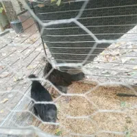 جوجه مرغ محلی