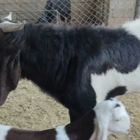 سلام یه چپش یک ساله دو ماه عالی وسالم|حیوانات مزرعه|حلب, |دیوار