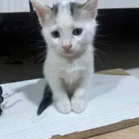 واگذاری گربه