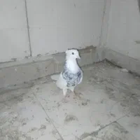 کبوترتوقی آینده دار