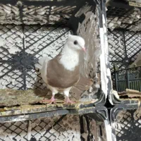 کبوتر طوقی فروشی