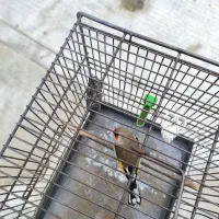 سره کرمانی یک وجبی|پرنده|تهران, زیبادشت|دیوار