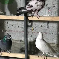 کبوتر تهرانی|پرنده|تهران, زرکش|دیوار