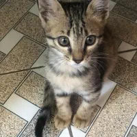 گربه واگذار میشود