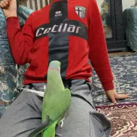 طوطی ملنگو نر گمشده