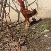 سلام یک عدد جوجه خروس لاری جوان ۳ دنگ